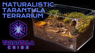 Naturalistic Tarantula Terrarium Build  Large Cuboid Enclosure [upl. by Eadrahs]