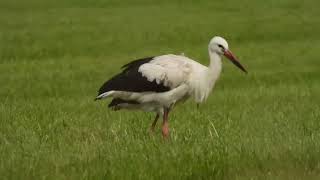 White storks in Denmark Tanja Saksborg Dinesen Jejsing and German ring number 5V064 3 sept 2024 [upl. by Lim]