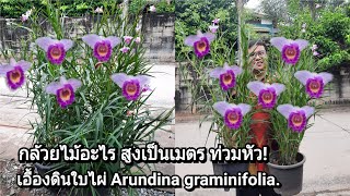 เอื้องดินใบไผ่ Arundina graminifolia กล้วยไม้ต้นสูงท่วมหัว ดอกสวย ออกทั้งปี [upl. by Sherborne228]