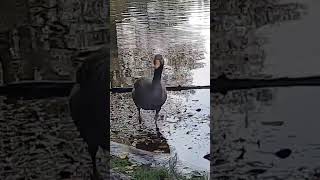 02 November 2024 Gans 🤍 Goose [upl. by Ehcropal144]