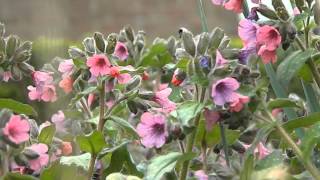 Pulmonaria Dora Bielefeld [upl. by Devland226]