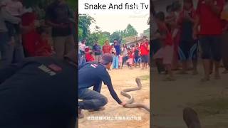 Snake video  Big King cobra shorts animals youtubeshorts trending [upl. by Lanta]