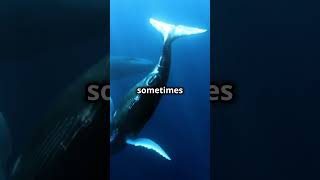 The Secret Language of Humpback Whales  Chronicles of Curiosity facts animalshorts animals [upl. by Alon]