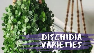 DISCHIDIA PLANTS FOR PLANT LOVERS🍃 [upl. by Cheng]