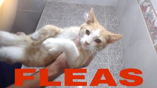 how to get rid of fleas in cats [upl. by Nyrahtak]