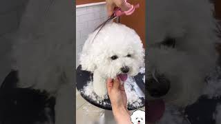 Bichon frise grooming 😱💫 [upl. by Cchaddie]