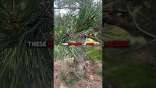 Revive Dead Grass How Lime Fixes Acidic Soil shorts [upl. by Mcarthur]