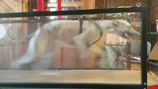 Whippet with amazing running on Firepaw Dog Treadmill [upl. by Lessard]