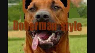 Rhodesian Ridgeback  RR vs Doberman style [upl. by Orgel132]