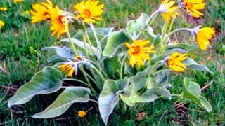 Arrow Leaf Balsam Root  a Rich and Rare Native American Medicinal plant [upl. by Sunday797]