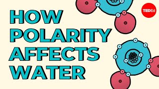 How polarity makes water behave strangely  Christina Kleinberg [upl. by Halfon]