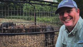 Trapping Wild hogs in 3 counties I lost my intern [upl. by Nadler]