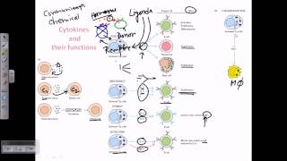 Cytokines and cytokine receptors [upl. by Zins658]