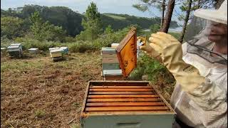 ABEJAS 🐝🐝🐝🐝 RECOLOCANDO MEDIAS ALZAS NO TERMINAN DE OPERCULAR 🐝🐝 [upl. by Steward766]