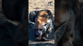 Hyena Snoozing After Large Meal wildlife africanwildlife animals [upl. by Idihc]