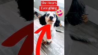 My Dog When She Hears The Chip Bag dog youtubeshorts [upl. by Seibold]