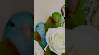 Little bird lots of love🦜❤️parrotlet birds parrot [upl. by Rennoc771]