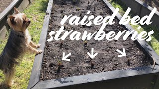 How to Plant Strawberries in Raised Beds [upl. by Ecirtap]