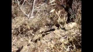 King snake VS Gopher snake [upl. by Roman]