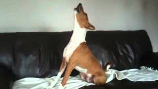 Basenji howling to Countdown clock [upl. by Anwadal]