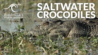 Saltwater Crocodiles in Australia  Australian Wildlife Journeys [upl. by Mackenzie]