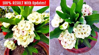 Watch How To Get TONS of FLOWERS On Euphorbia Milii [upl. by Ruth]