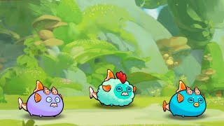 Axie Infinity Origin Abusing Bombshell Off Season 7 Budget Koi [upl. by Aalst182]