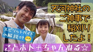 「ことホトは天河神社の神田にて稲刈り神事（抜き穂祭）に参加してきたよ！20年通う神社との霊的な関わりや意味とは？スピリットガイドは何を話すのか？」 [upl. by Waltner]