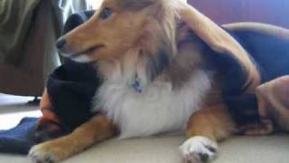 Cute Sheltie Movie  A Year in The Life of Howard Woofington Moon [upl. by Augustina]