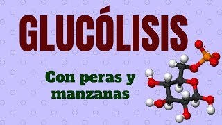 GLUCÓLISIS Explicado con peras y manzanas [upl. by Wiles]