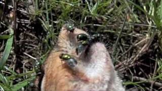 Blowflies egg laying on a dead squirrel  httpsbugspraycomblowflies [upl. by Assenej]