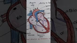 Internal structure of Mammalian heart [upl. by Gnov6]