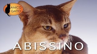 ABISSINO trailer documentario razza felina [upl. by Sucramed686]