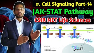 JAKSTAT Pathway  BSc 1st year  MSc  Cell Signaling Part14  CSIR NET Life Sciences in hindi [upl. by Ahsinrad]