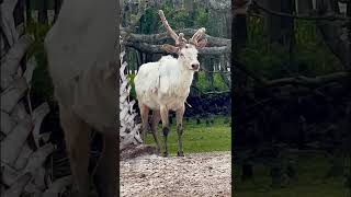 Elk “White Elk” First Time I’ve Seen A White Elk In This Area shorts elk [upl. by Baiel]