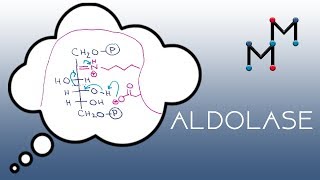 Aldolase Mechanism [upl. by Oberg805]