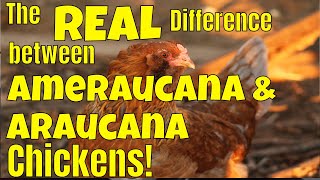 Araucana Chickens Versus Ameraucana Know the difference between these backyard chickens😍🐥🐥 [upl. by Ahsinotna]