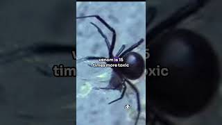 Are Spiders Dangerous viralvideo facts animalfacts animals animalknowledge funny viral [upl. by Therine]