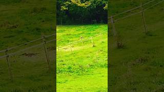 UK Buzzard 6ft wingspan birdofprey hawk buzzard ukbirds birdspotting ornithologist [upl. by Lewendal]