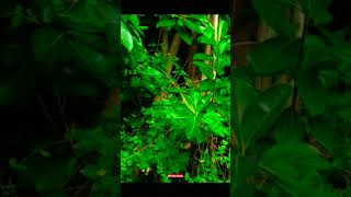 Cinnamomum burmannii leaves leafs greenleaf beautiful trending viralvideo [upl. by Reinhart]