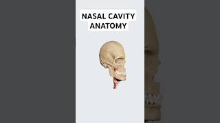 Nasal Cavity Anatomy anatomy nasal nasalcavity nasalpolyps shorts [upl. by Ahseei]