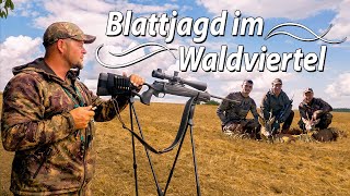 Blattjagd  Rehböcke in der Hochbrunft  Die Blattzeit in Theorie amp Praxis waldvierteljagd [upl. by Stoneham]