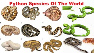 Python Species  All Python Species Of The World [upl. by Anerb]