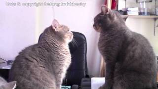 Cute Cats playing Patty Cake Part 3 [upl. by Onafets]