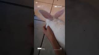 La ocupación de la Cotty🐇🤩 mascotasfelices viralshort lomitos [upl. by Hacissej]