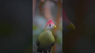 Redcrested Turaco Bird [upl. by Dalston]