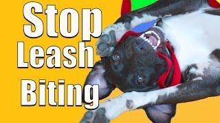 How To Stop PUPPY BITING on a Leash [upl. by Nodlehs171]