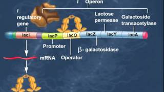 The Lac Operon Induction of Genes HD Animation [upl. by Akiehs]