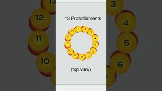 Microtubule Formation [upl. by Callan]