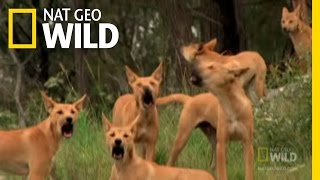 Dingo Fast Food  Nat Geo Wild [upl. by Akyre]